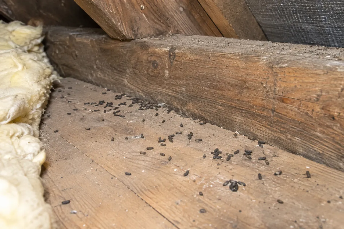 Small dark droppings scattered on an old attic floor beneath timber beams